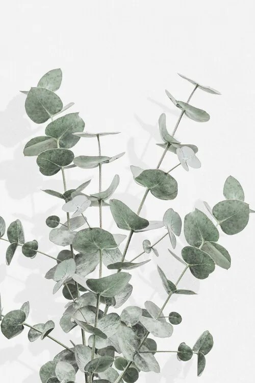 Εικονογράφηση Eucalyptus Creative 16, Studio Collection