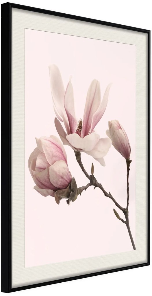 Αφίσα - Blooming Magnolias II - 20x30 - Μαύρο - Με πασπαρτού