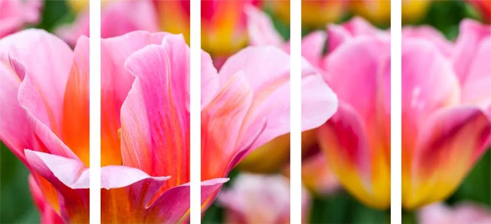 5 μέρη εικόνα λιβάδι με ροζ τουλίπες - 100x50