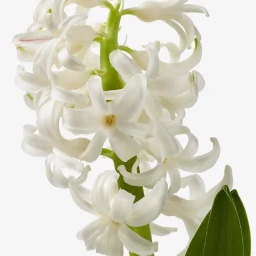 HYACINTHUS φυτό σε γλάστρα/1 βολβός/Υάκινθος, 8 cm 805.878.41