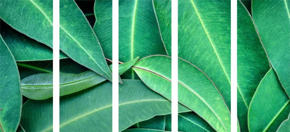 Φύλλα ευκαλύπτου με 5 μέρη εικόνα - 100x50