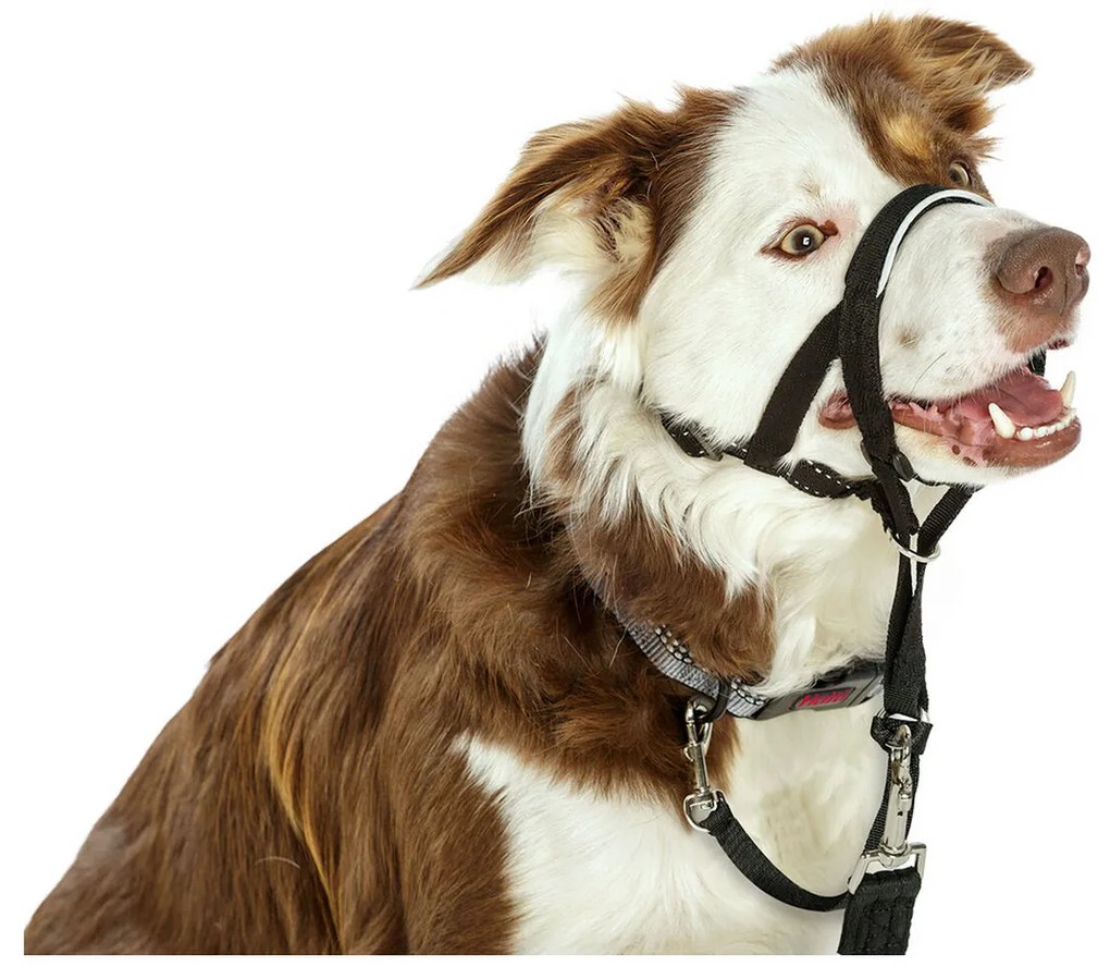 Κολάρο Εκπαίδευσης Σκύλων Company of Animals Halti Μαύρο Ρύγχος (40-54 cm)