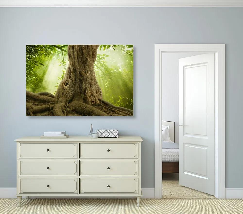 Εικόνα ρίζα δέντρου - 60x40