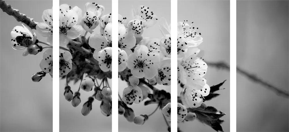 Εικόνα 5 μερών άνθους κερασιάς σε ασπρόμαυρο