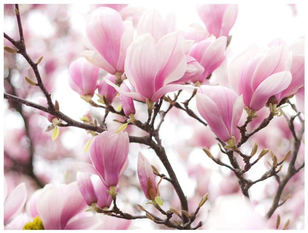 Φωτοταπετσαρία - Magnolia bloosom 350x270