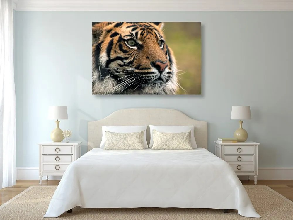 Εικόνα τίγρη της Βεγγάλης - 120x80