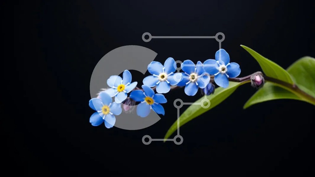Intra Συλλεκτικό Ξύλινο Παζλ Plywood  4mm - Μπλε Forget-Me-Not Flowers in Full Bloom Σε Ξύλινο Κουτί - Διαστάσεις: 10x10 cm – 25 κομμάτια