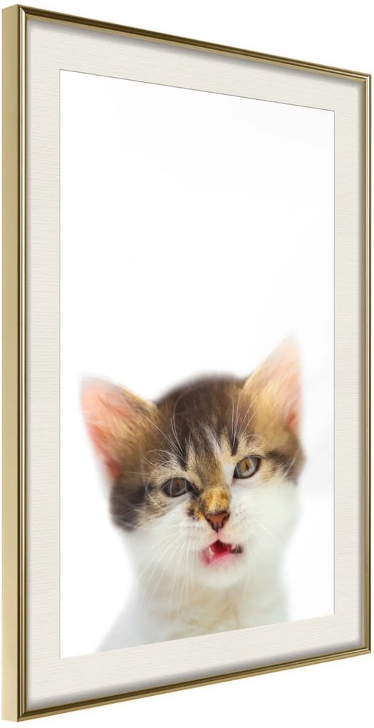 Αφίσα - Funny Kitten - 30x45 - Χρυσό - Με πασπαρτού