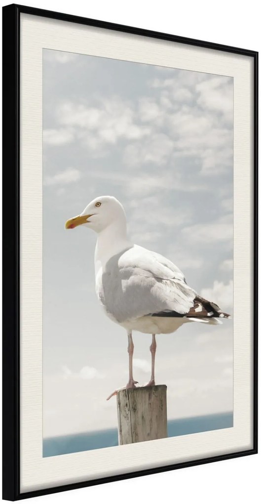 Αφίσα - Curious Seagull - 40x60 - Μαύρο - Με πασπαρτού