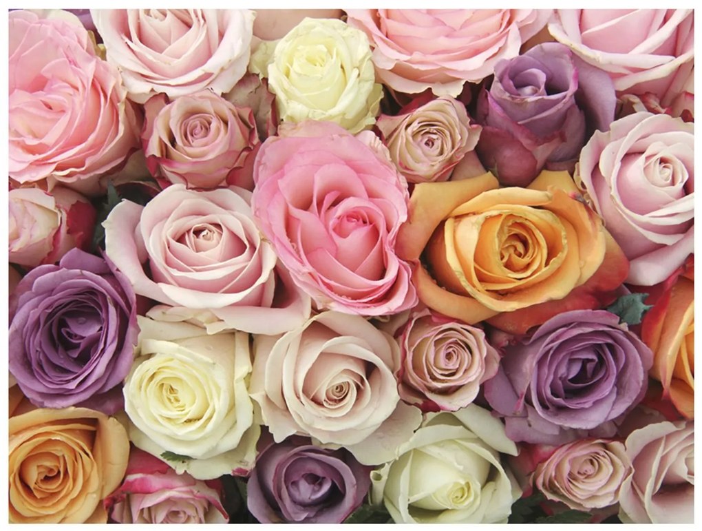 Φωτοταπετσαρία - Pastel roses 400x309