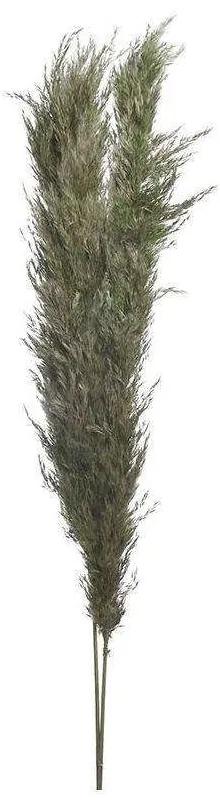 Διακοσμητικό Κλαδί-Φύλλο Αποξηραμένο (Σετ 2Τμχ) 3-85-483-0011 150cm Green Inart