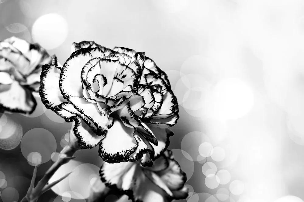 Εικόνα από όμορφα λουλούδια γαρύφαλλου σε μαύρο & άσπρο - 60x40