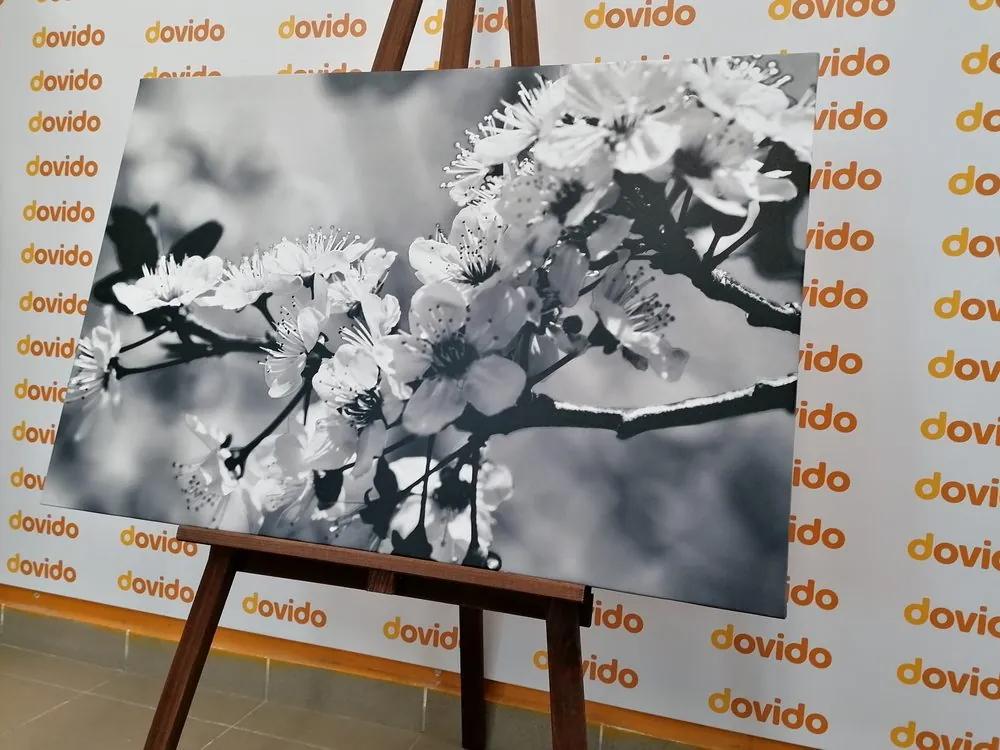 Εικόνα άνθη κερασιάς σε μαύρο & άσπρο - 90x60