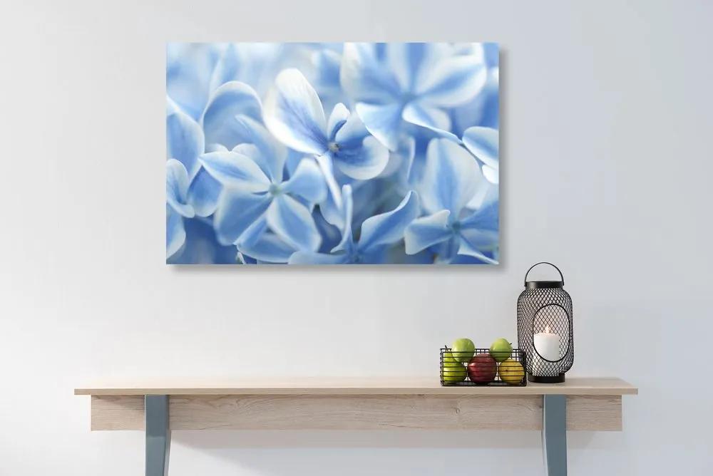 Εικόνα λουλουδιών ορτανσίας σε μπλε λευκή απόχρωση - 60x40