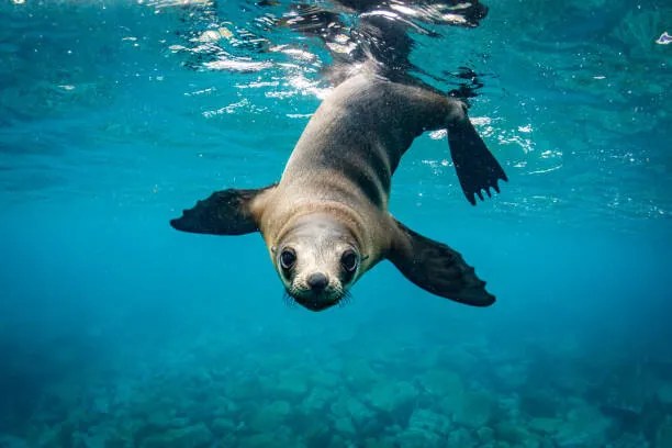 Φωτογραφία Close-up of seal swimming in sea, Grant Thomas / 500px