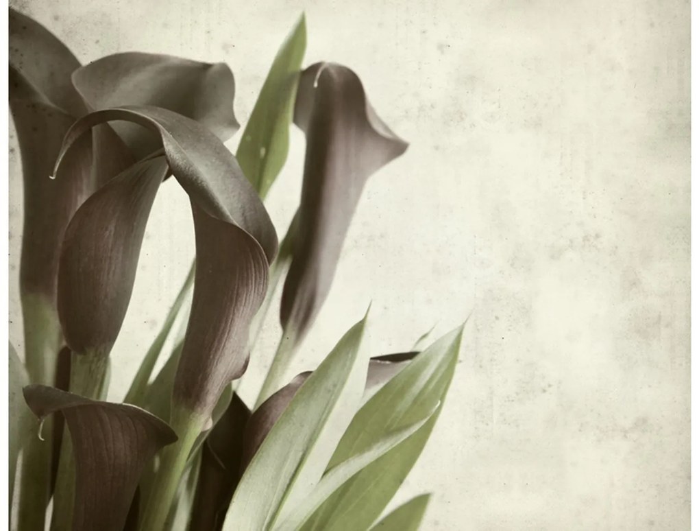 Φωτοταπετσαρία - Dark purple calla lilies - old paper background  250x193