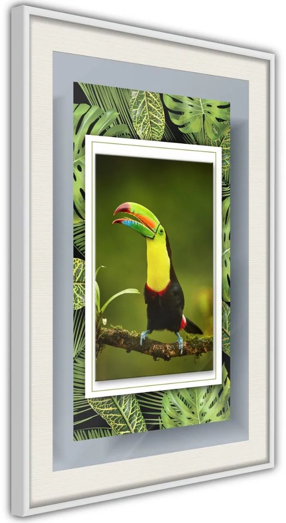 Αφίσα - Toucan in the Frame - 30x45 - Μαύρο - Χωρίς πασπαρτού