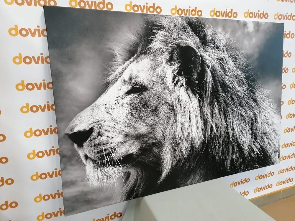 Εικόνα αφρικανικού λιονταριού σε ασπρόμαυρο - 120x80