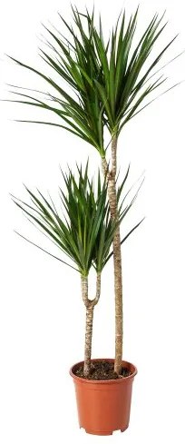 DRACAENA MARGINATA φυτό σε γλάστρα/Δράκαινα/με 2 μίσχους, 19 cm 404.084.55