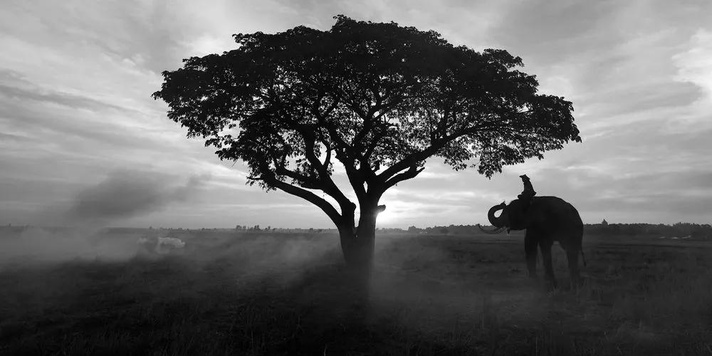 Εικόνα ενός ελέφαντα στην ανατολή του ηλίου σε μαύρο & άσπρο - 100x50