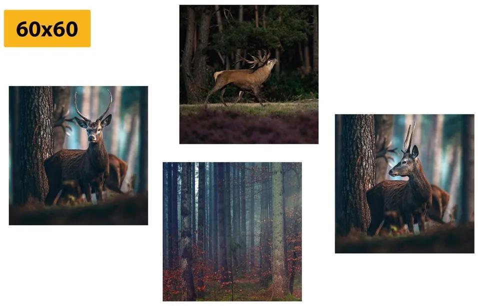 Σετ εικόνων με όμορφα σχέδια των ζώων του δάσους - 4x 60x60