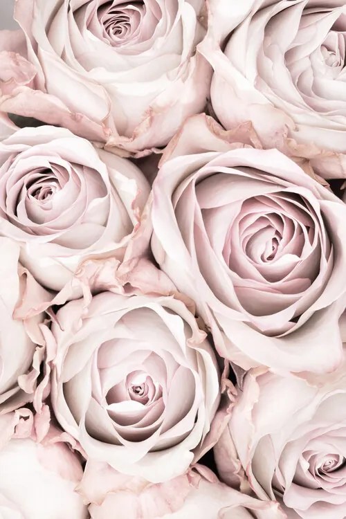 Φωτογραφία Pink Roses No 01, Studio Collection