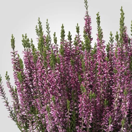 CALLUNA φυτό σε γλάστρα/ρείκι, 13 cm 905.822.92