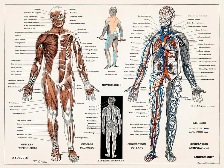 Εικονογράφηση Antique Illustration of the Human Nervous & Muscular System