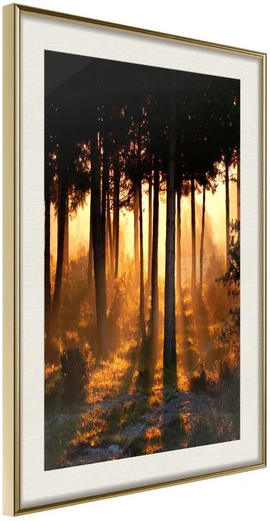 Αφίσα - Dark Tree Tops - 40x60 - Χρυσό - Με πασπαρτού