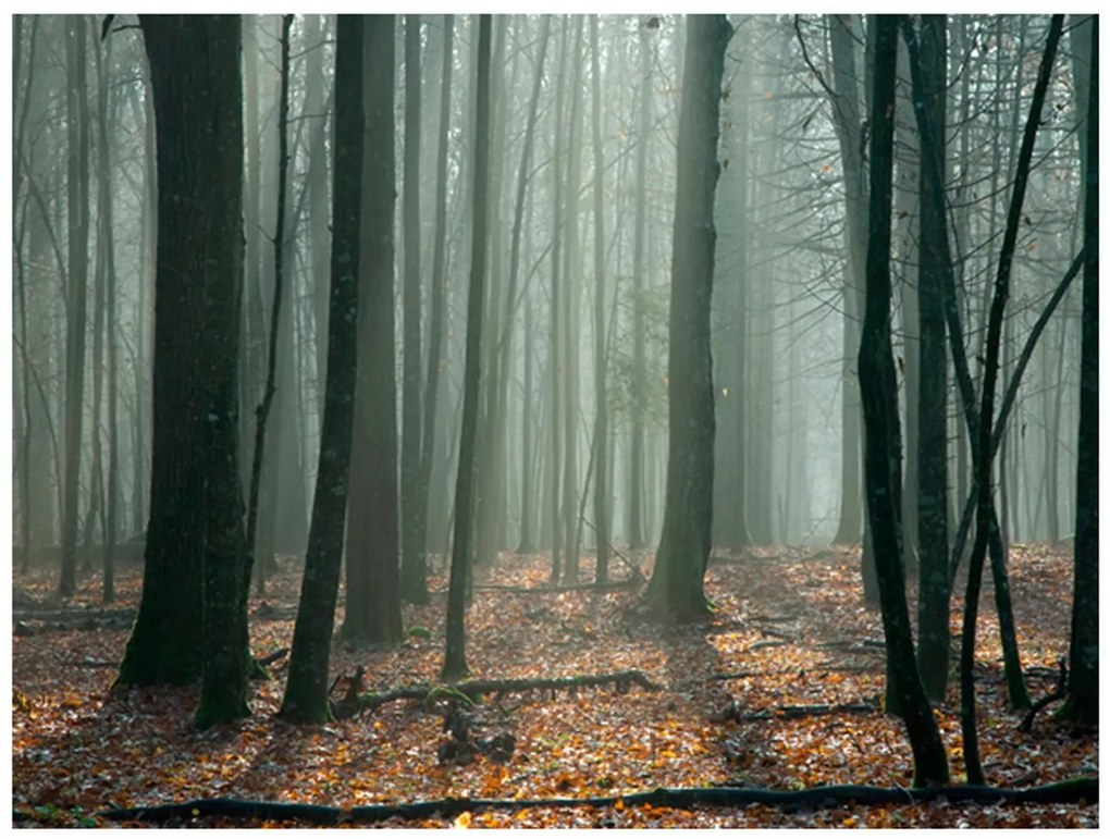 Φωτοταπετσαρία - Witches' forest 250x193