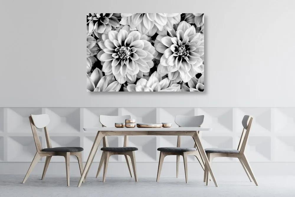 Εικόνα τρυφερών λουλουδιών ντάλιας σε μαύρο & άσπρο - 60x40