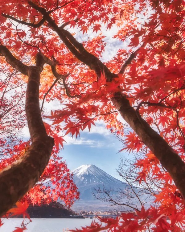 Φωτογραφία Mt.fuji is in the autumn leaves, Makiko Samejima