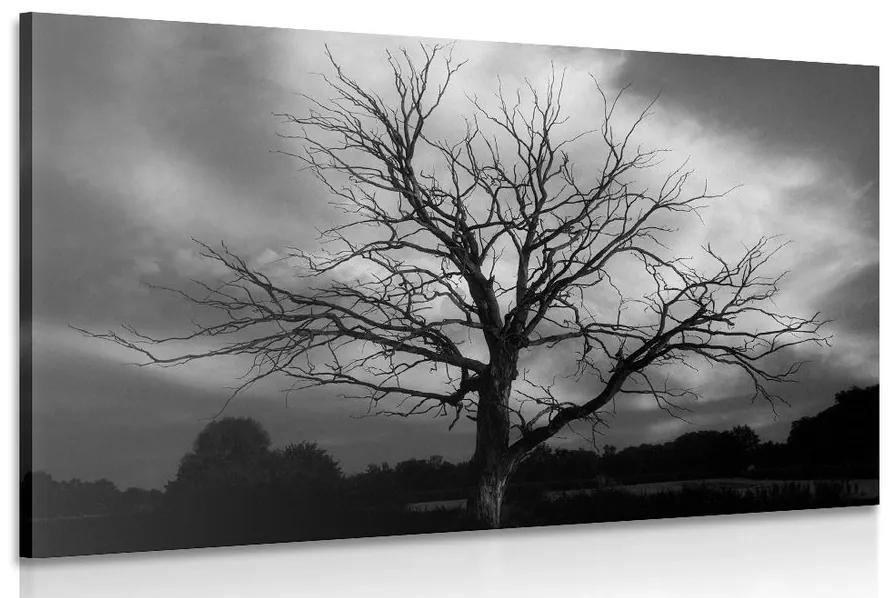 Εικόνα ενός ασπρόμαυρου δέντρου σε ένα λιβάδι - 90x60