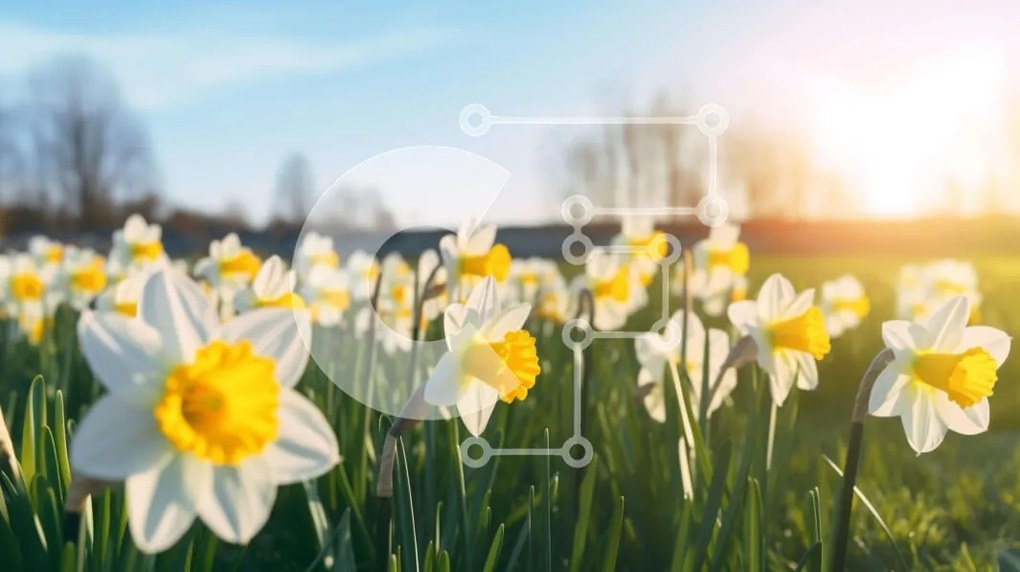 Intra Συλλεκτικό Ξύλινο Παζλ Plywood 4mm - Άνοιξη Νάρκισσοι που ανθίζουν σε ένα χωράφι Σε Ξύλινο Κουτί - Διαστάσεις: 10x10 cm – 25 κομμάτια