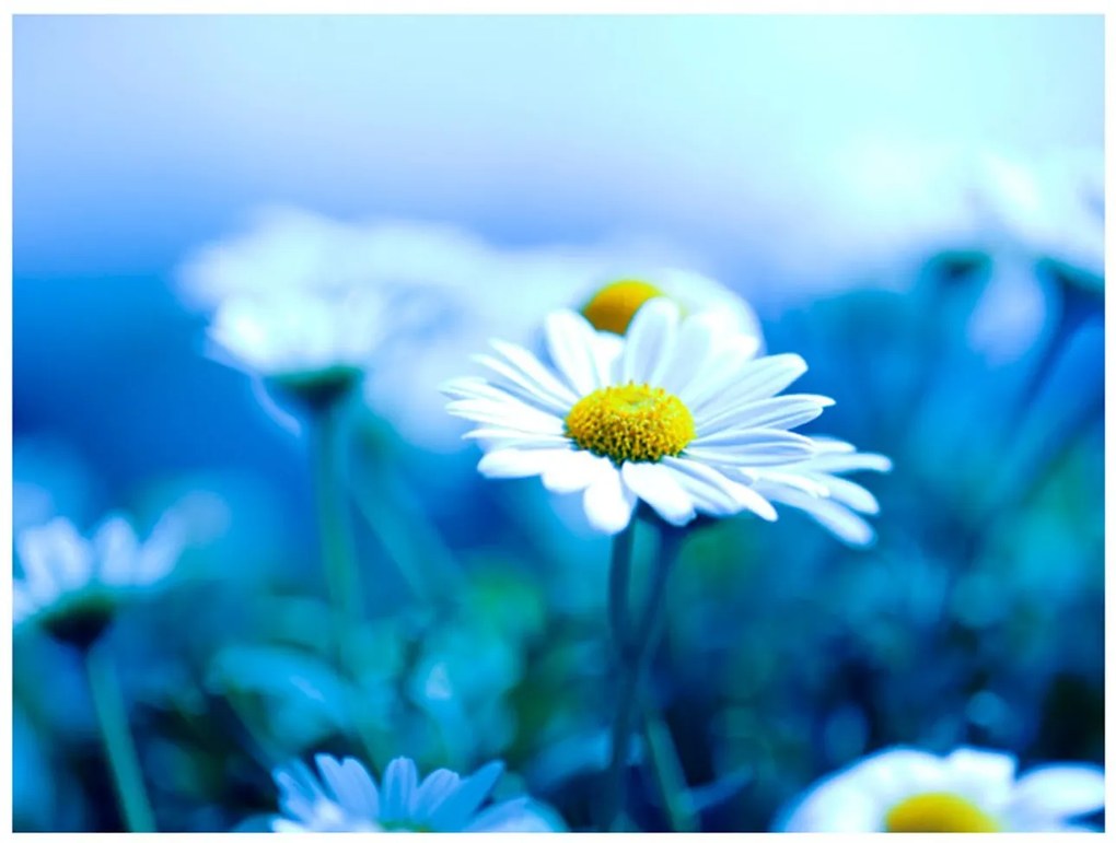 Φωτοταπετσαρία - Daisy on a blue meadow 200x154