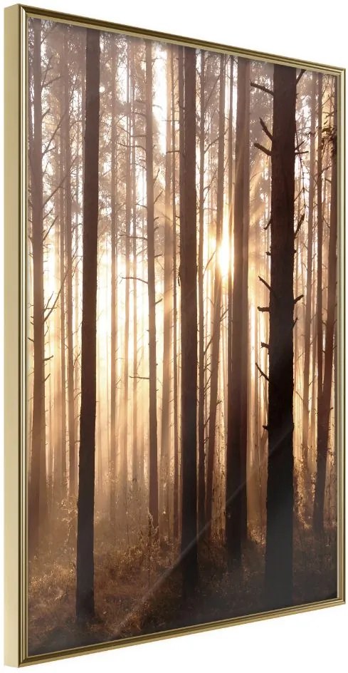 Αφίσα - Morning in the Forest - 20x30 - Χρυσό - Χωρίς πασπαρτού