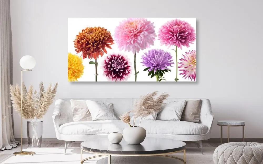 Εικόνα λουλουδιών ντάλιας σε διαφορετικό σχέδιο - 100x50