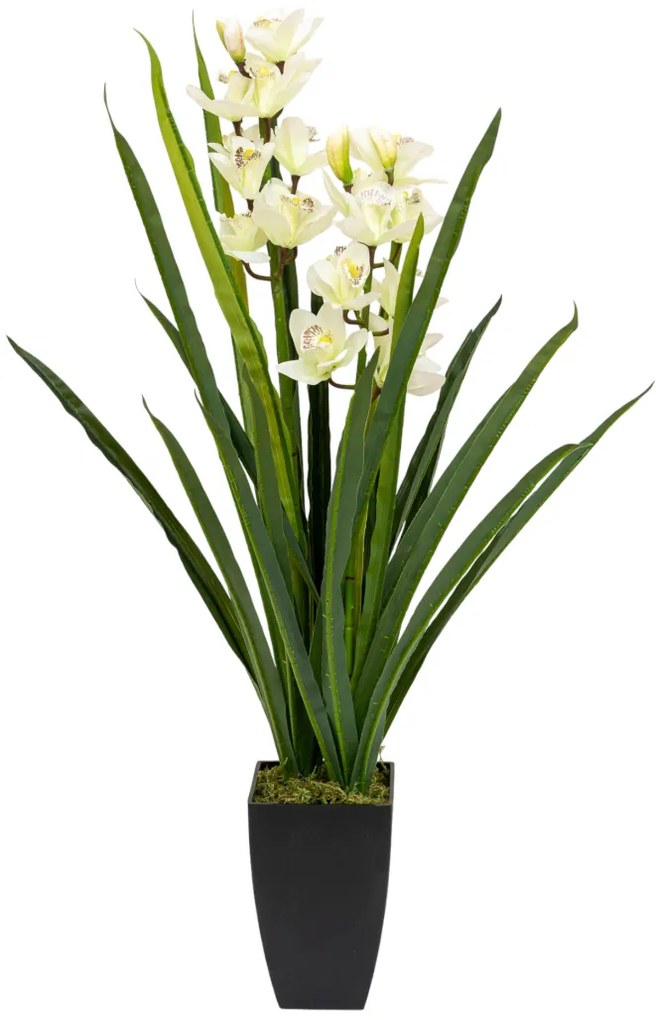 ΟΡΧΙΔΕΑ ΚΥΜΒΙΔΙΟ (CYMBIDIUM ORCHID)  ΜΕ ΔΥΟ ΛΟΥΛΟΥΔΙΑ ΚΑΙ ΓΛΑΣΤΡΑ ΜΕΓΕΘΟΣ 100ΕΚ