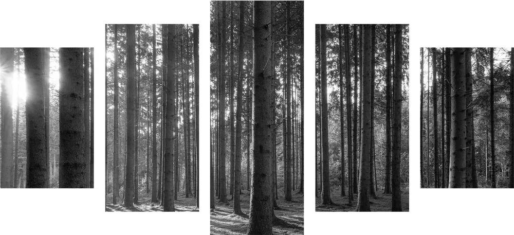Εικόνα 5 μερών πρωί στο δάσος σε ασπρόμαυρο - 100x50