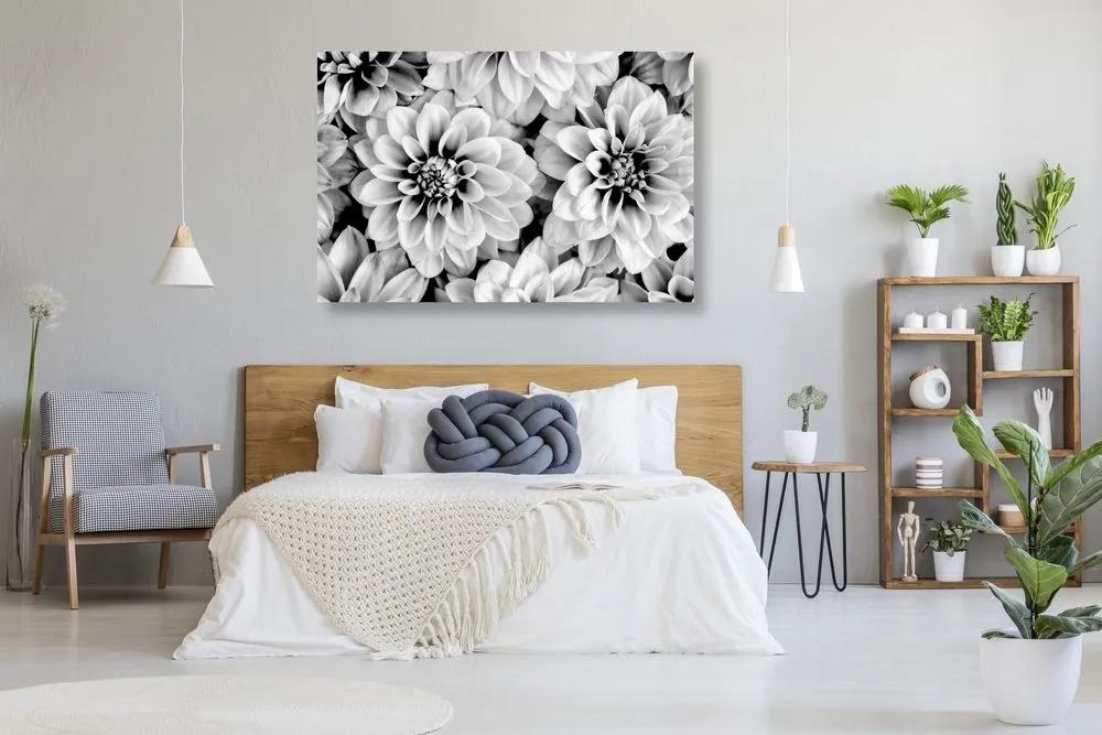 Εικόνα τρυφερών λουλουδιών ντάλιας σε μαύρο & άσπρο