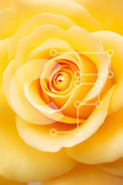 Intra Συλλεκτικό Ξύλινο Παζλ Plywood 4mm - Κοντινό πλάνο ενός κίτρινου τριαντάφυλλου Σε Ξύλινο Κουτί - Διαστάσεις Puzzle: 10x10 cm – 25 κομμάτια