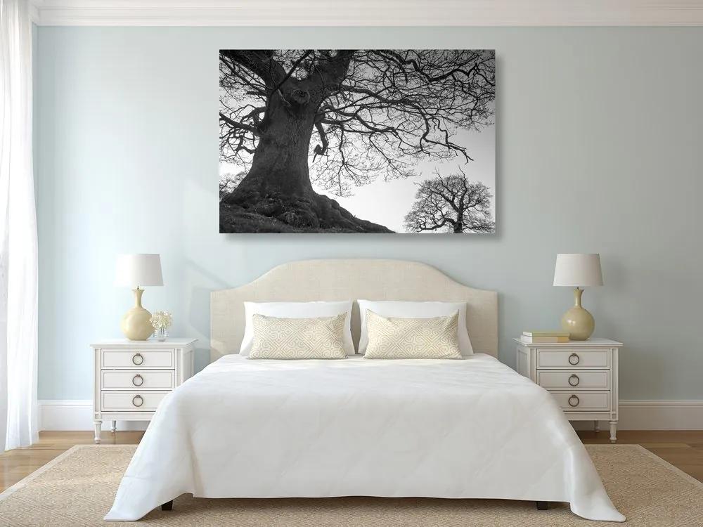 Εικόνα συμβίωση δέντρων σε μαύρο & άσπρο