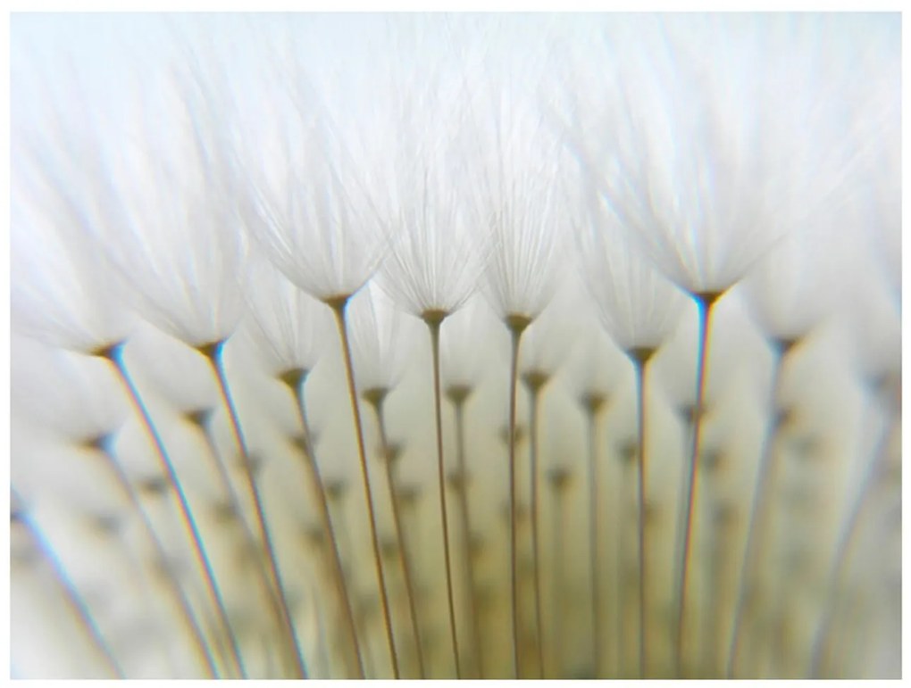 Φωτοταπετσαρία - Dandelion forest 400x309