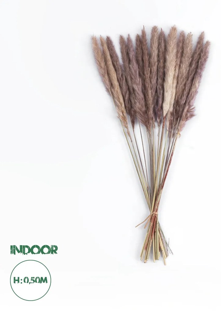 GloboStar® Artificial Garden REAL DRIED BROWN PAMPAS GRASS BUNCH 21115 Αποξηραμένο Διακοσμητικό Μπουκέτο Pampas Kάφε Y50cm