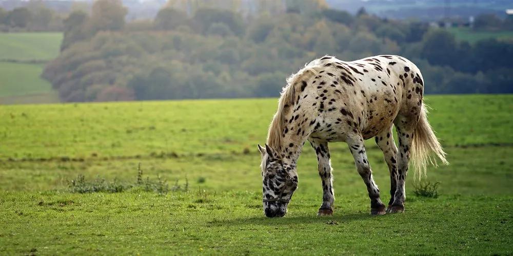 Εικόνα ενός αλόγου σε ένα λιβάδι - 120x60