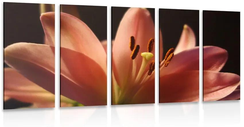 Εικόνα 5 τμημάτων όμορφος ροζ κρίνος σε μαύρο φόντο - 200x100