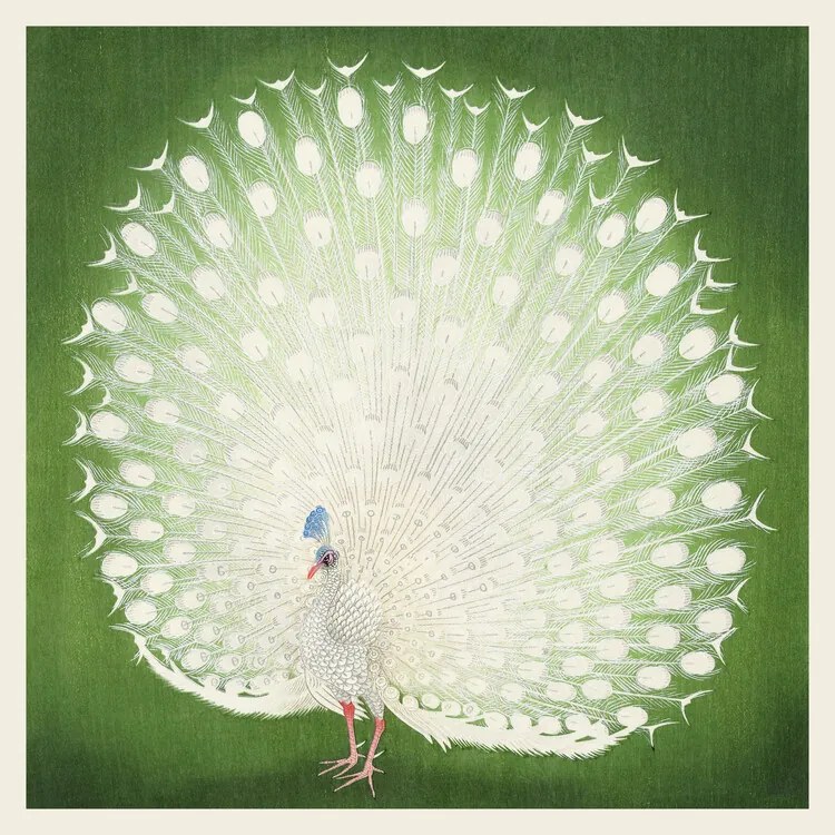 Αναπαραγωγή The White Peacock, Ohara Koson