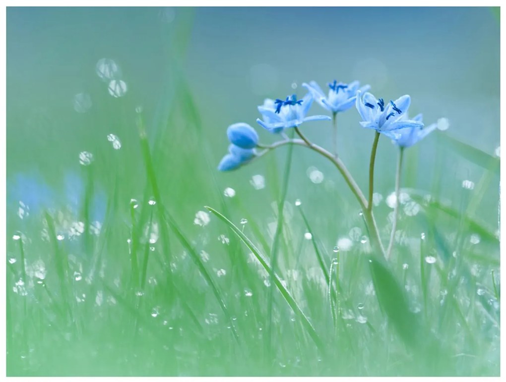 Φωτοταπετσαρία - A meadow at dawn 200x154