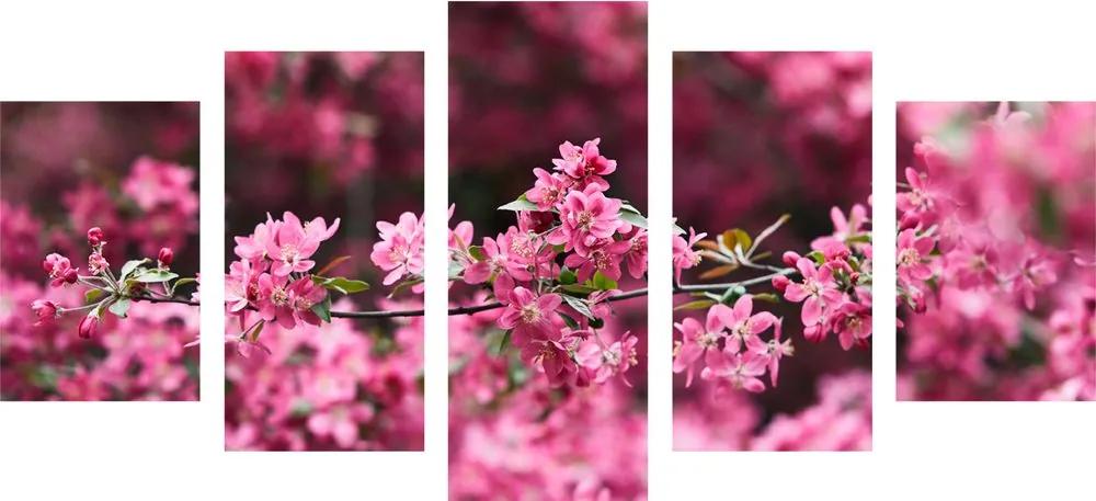 Εικόνα 5 τμημάτων λεπτομερή άνθη κερασιάς