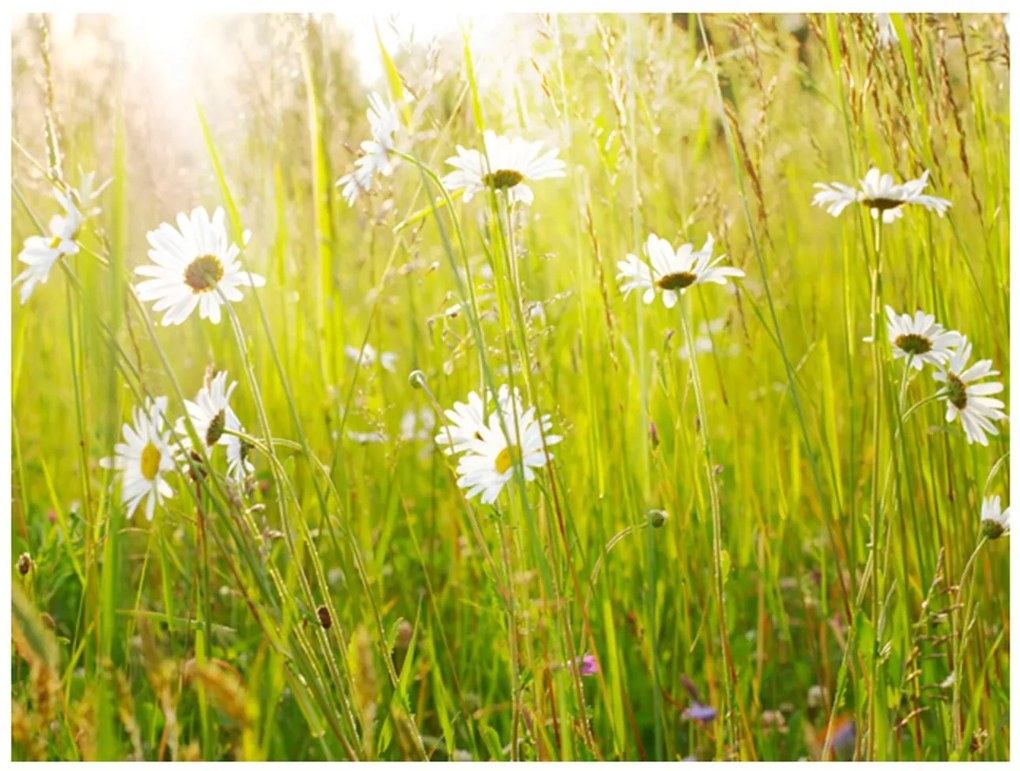 Φωτοταπετσαρία - Daisy field 250x193